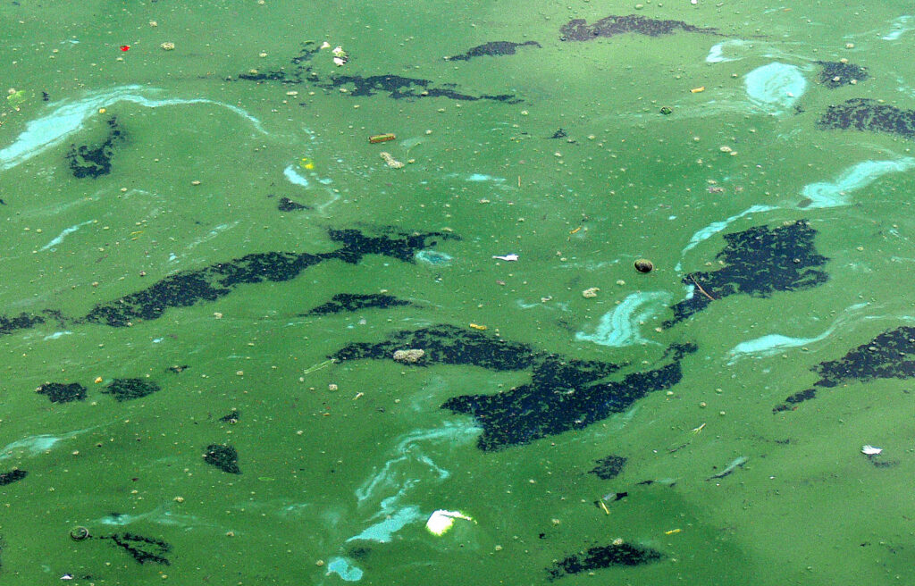 Ghent shuts open swimming zones prematurely due to algae