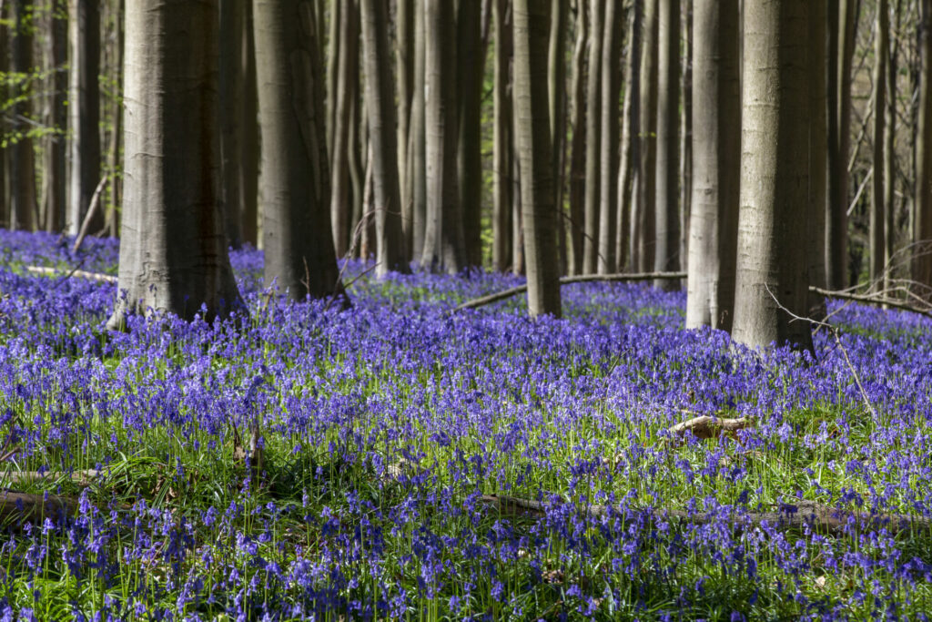 Hallerbos hyacinths begin to bloom on outskirts of Brussels