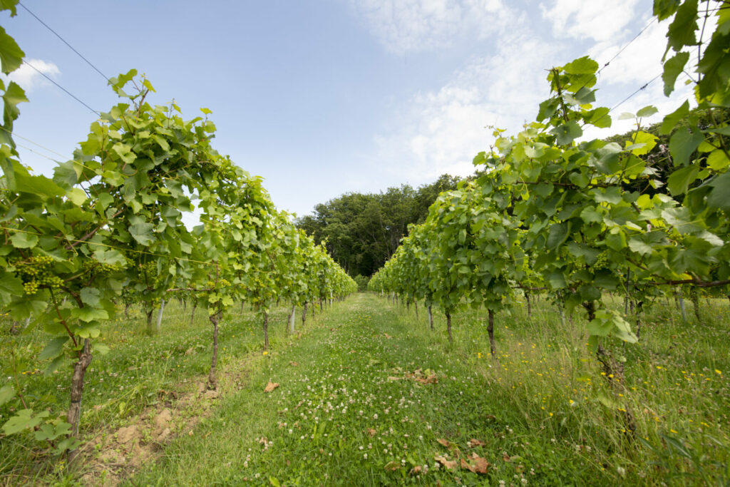 Bordeaux wine harvest at its lowest level since 1991