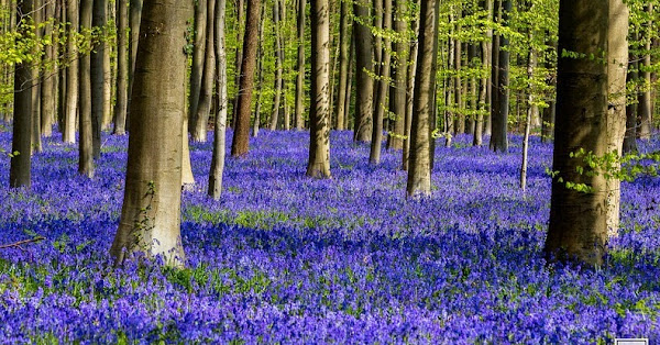 Hidden Belgium: Hallerbos