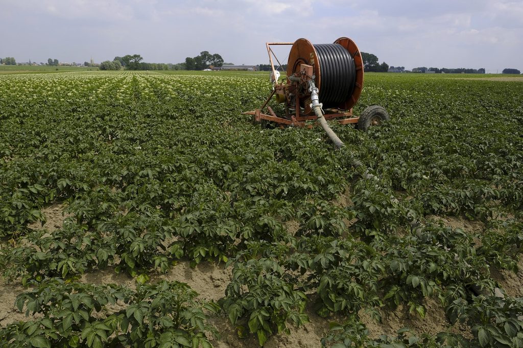 Belgian company Agristo to produce frozen chips in India
