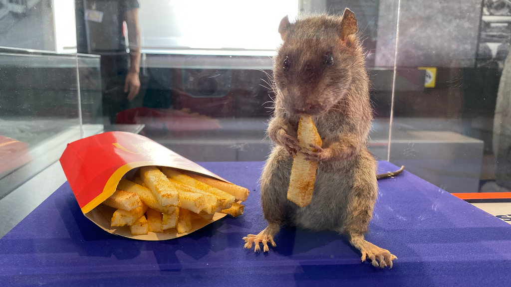 New Brussels Sewer Museum exhibition uncovers the underground world of rats