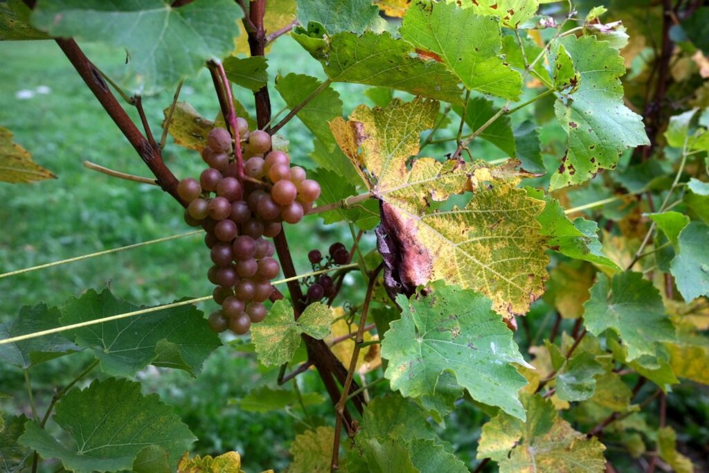 A terrible year for Walloon wines