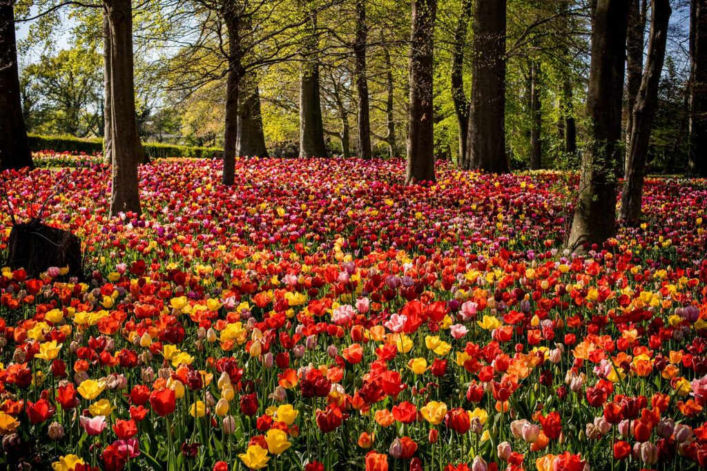 Floralia Brussels tulip park opens on 4 April