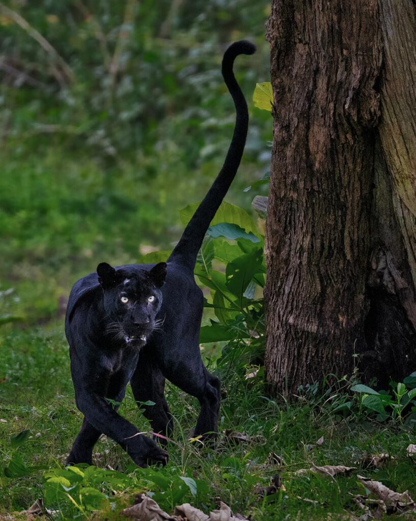 Bulgarians on the lookout for mysterious predator