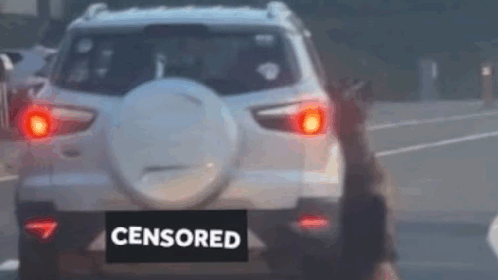 Shocking video of animal cruelty leads to 'manhunt and attempted murder' in Wallonia