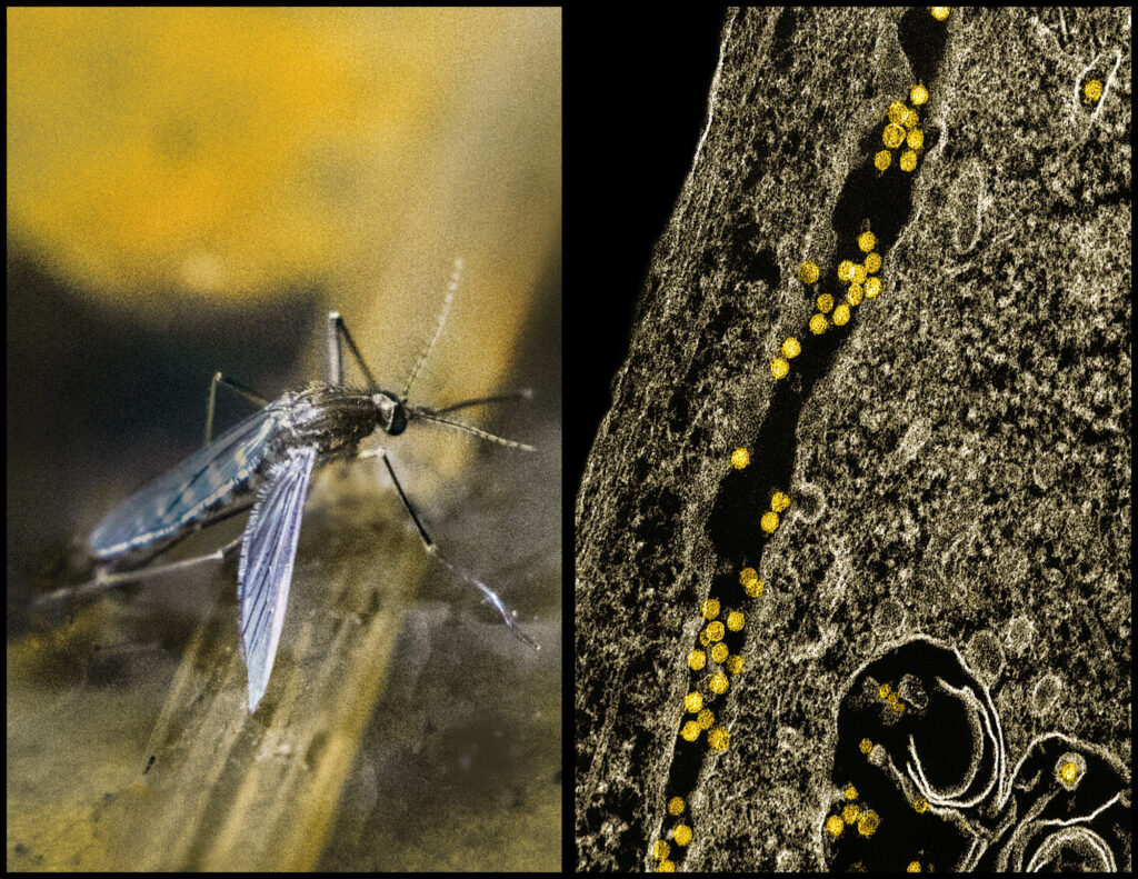 West Nile Virus: Horses infected but not humans