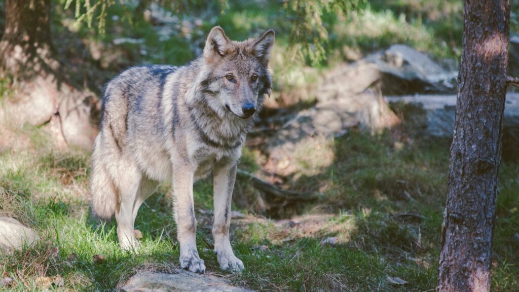 Wolf killed after being hit by a car near a wildlife crossing in Flanders