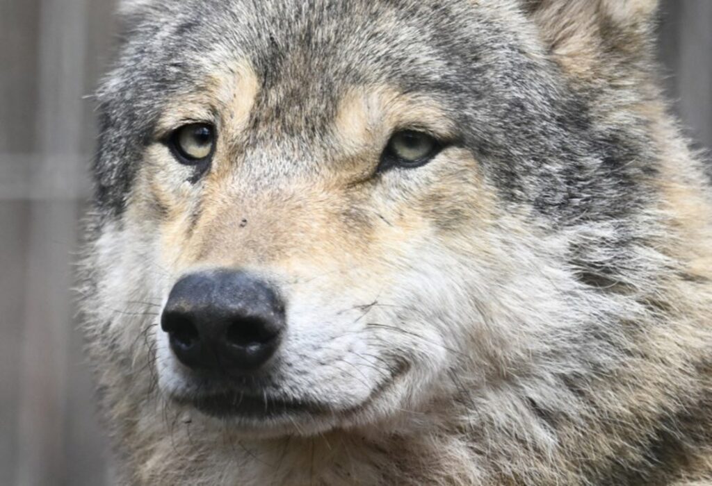 Wolf responsible for attacks on sheep in Liège