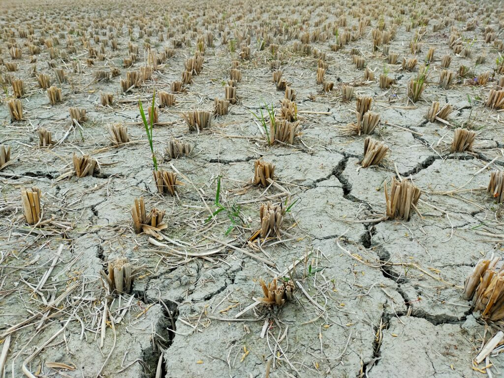 EU drought fuels decade-long trend, raising alarms over worsening land vitality