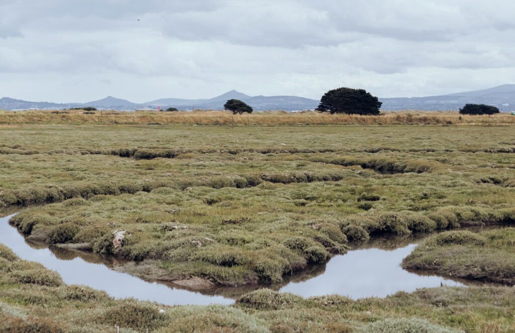 EU back Germany's €1.3b plan to rewet peatlands seeking emissions cuts