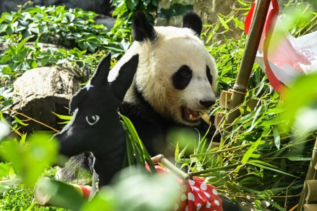Pairi Daiza zoo welcomes new giant panda to Belgium