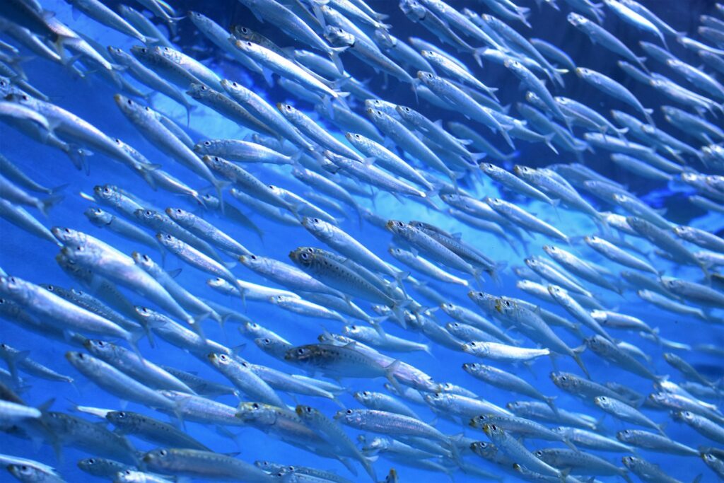 EU raises crucial Baltic fishing quotas but keeps cod limits strict