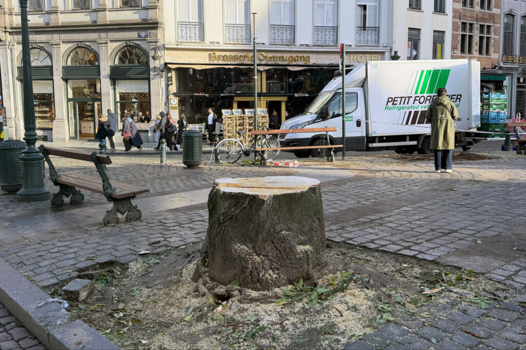 Tree Fellar Greens call for clarity over tree felling in Brussels
