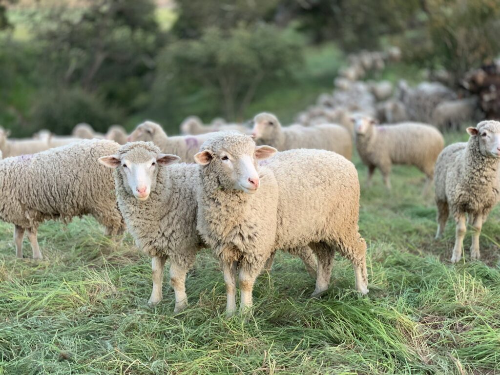Flock of sheep back on the road to graze Ghent grass